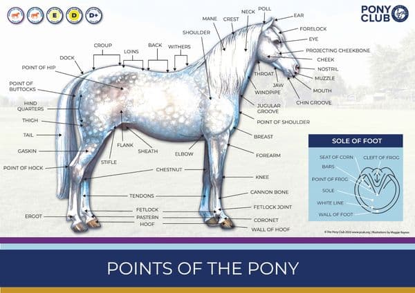 New Pony Club Posters (Pack of 4)
