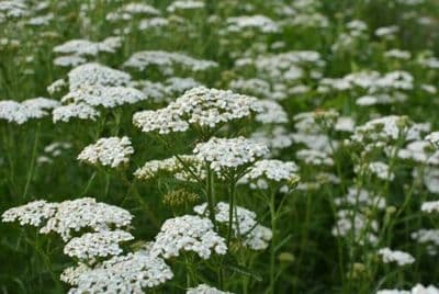 Yarrow 25g