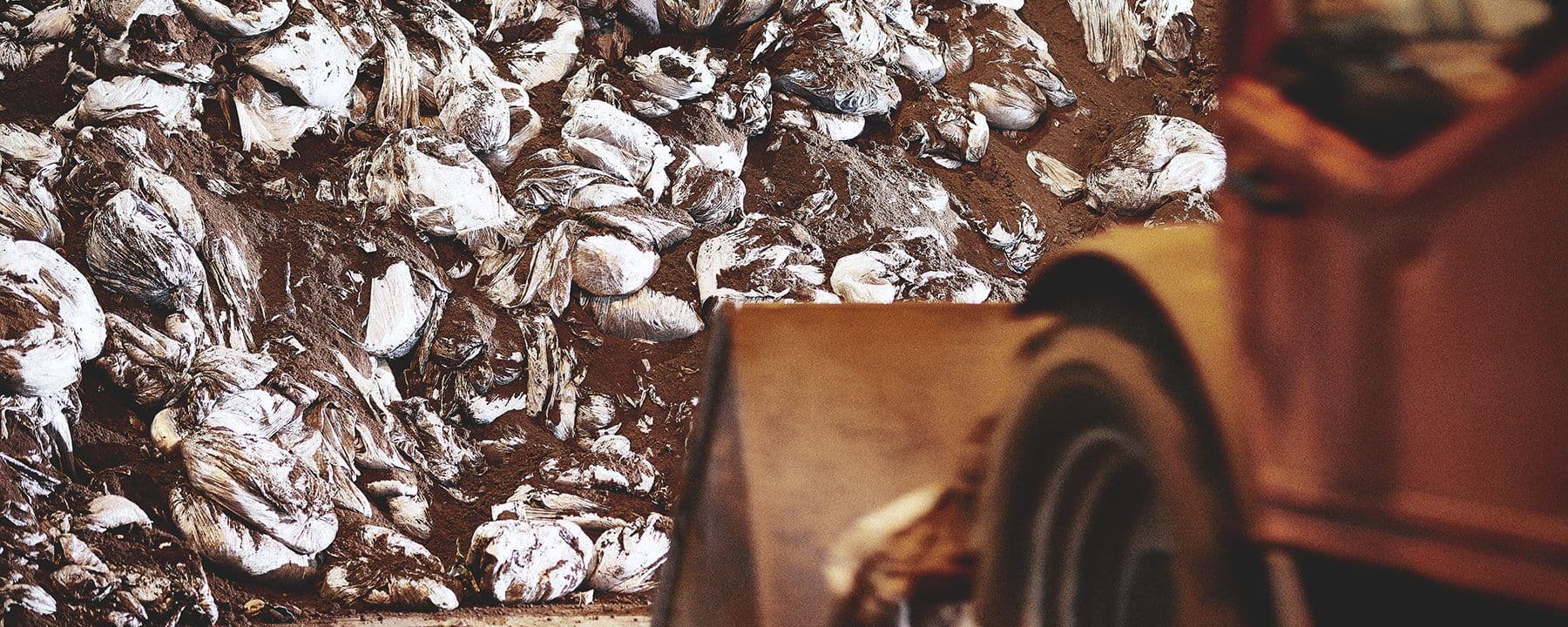 Brewbird Coffee Eco Roast Coffee