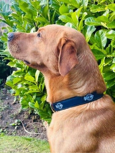 Dog Collar