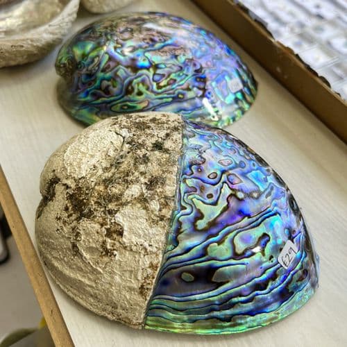 Half & Half Paua Shell - Half Polished Half Crust on top