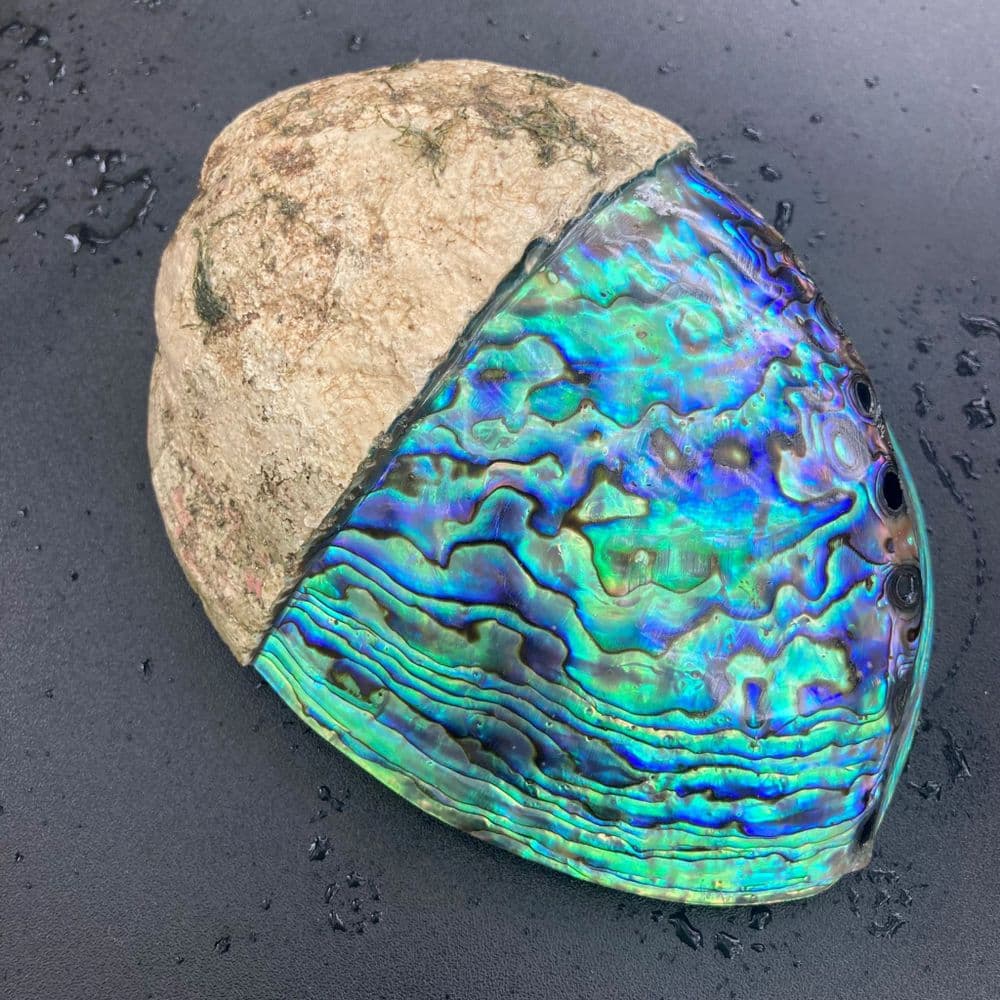 Half & Half Paua Shell - Half Polished Half Crust on top