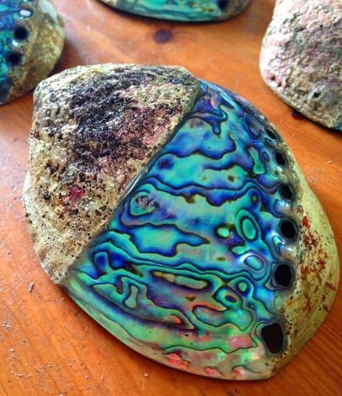 Swurl Shell Swirl Paua Shell - Half Polished Swirl Crust on top