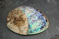 Swirl Paua Shell - Half Polished Swirl Crust on top