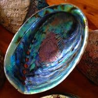 Swirl Paua Shell - Half Polished Swirl Crust on top