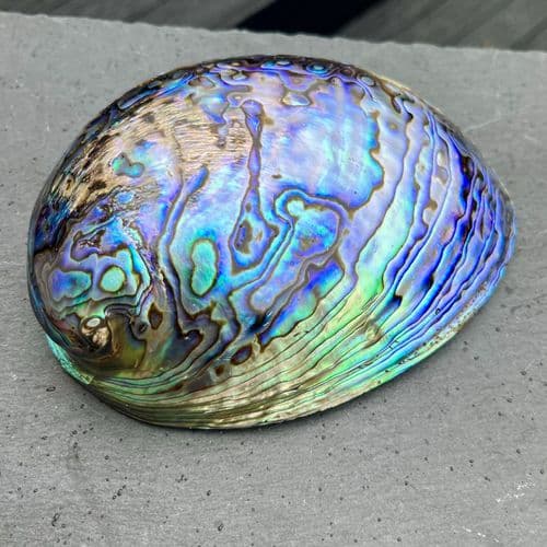 Whole Polished Paua Shells