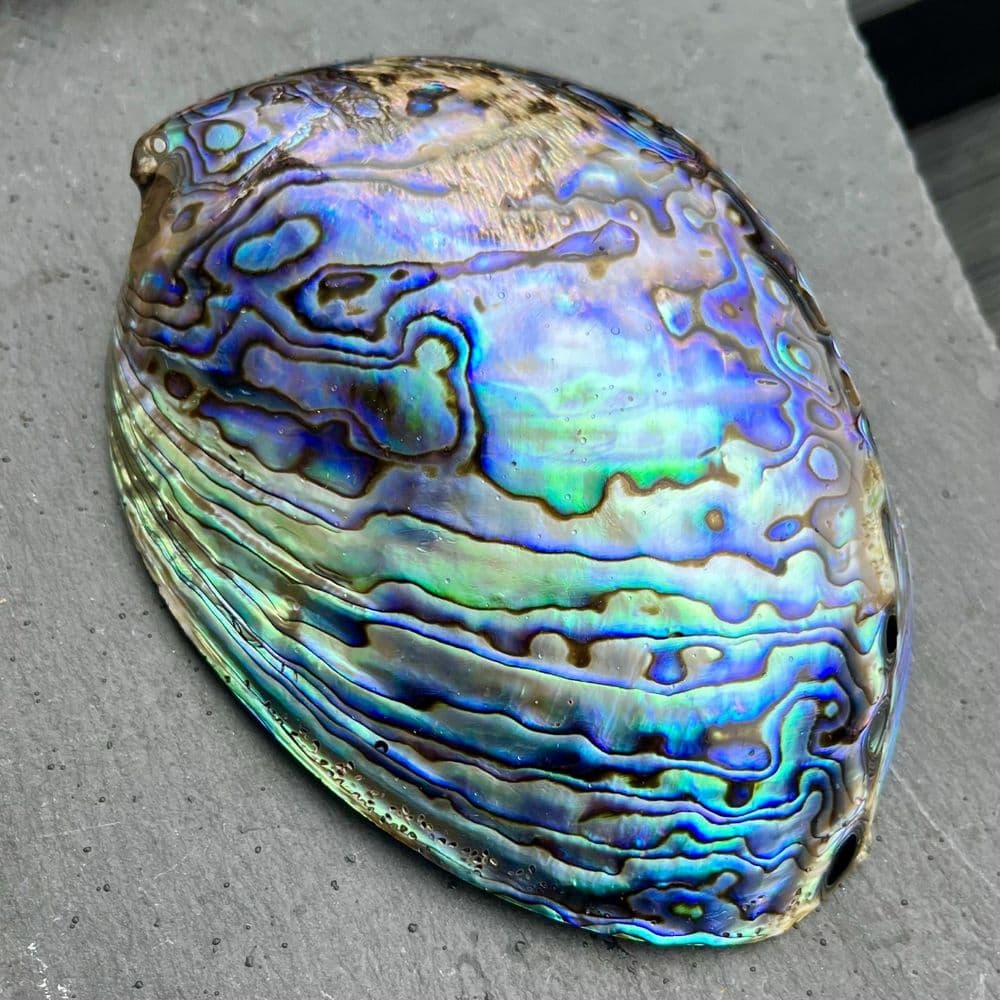 Whole Polished Paua Shells