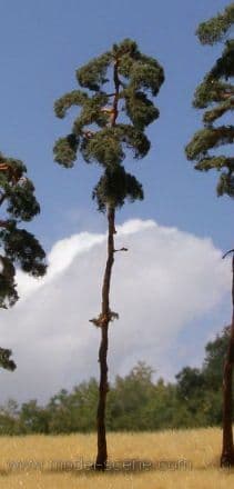 Model Scene BR200 Pine Trees 180-220mm Pack of 2