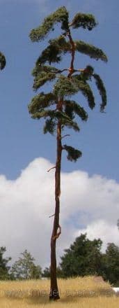Model Scene BR250 Pine Trees 230-260mm Pack of 2