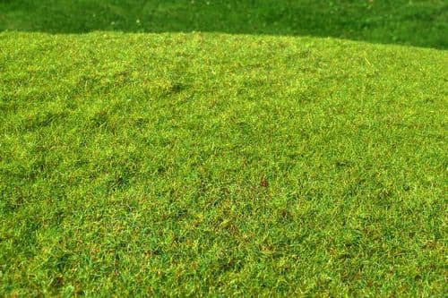 Model Scene F001 Grass Mat Cut Meadow Spring