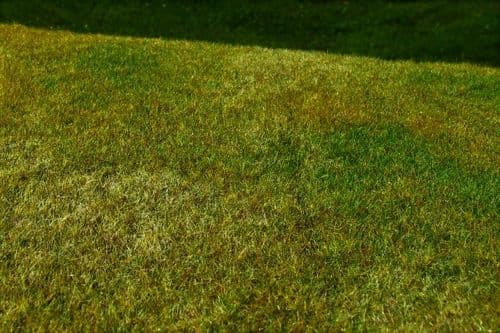 Model Scene F003 Grass Mat Cut Meadow Late Summer
