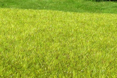 Model Scene F010 Grass Mat Wetland Light