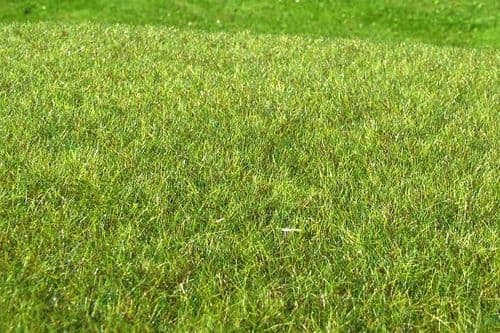 Model Scene F011 Grass Mat Wetland Middle