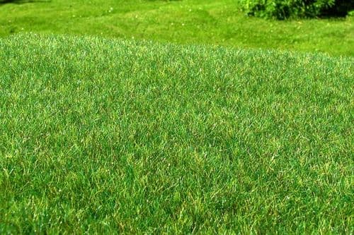 Model Scene F012 Grass Mat Wetland Dark