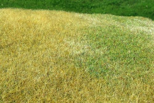 Model Scene F023 Grass Mat High Grown Meadow Late Summer