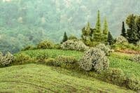 Model Scene F401 Agro Line Grass Mat Spring Field