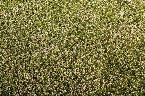 Model Scene F430 Agro Line Grass Mat Clover Blooming