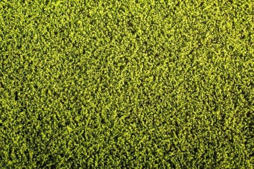 Model Scene F440 Agro Line Alfalfa Field