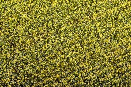 Model Scene F450 Agro Line Grass Mat Rape Field