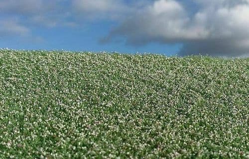 Model Scene F460 Agro Line Grass Mat Blooming Poppy Field