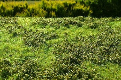 Model Scene F501 Grass Mat Low Bushes Spring