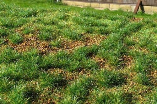 Model Scene F532 Grass Mat Steppe Green Early Summer