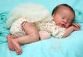 Primrose Asleep - Last 1