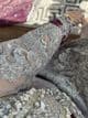 Imrozia heavily embroidered suit : grey
