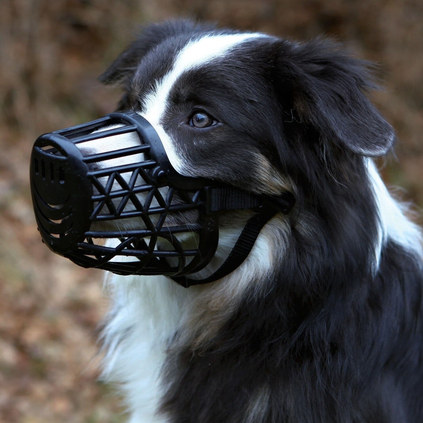 dog pet muzzles