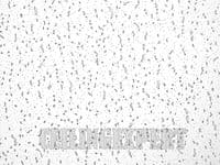 SPINTONE FLAT 360 SUSPENDED CEILING TILES BOARD 600 x 600mm 16 TILES / BOX 24MM