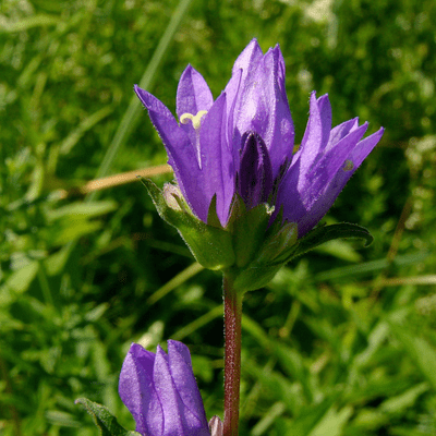 Campanula Glomerata