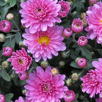 Chrysanthemums