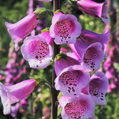 Foxgloves