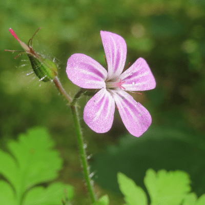Geranium Robertianum