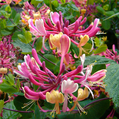 Honeysuckle