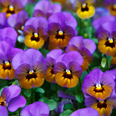 Pansies