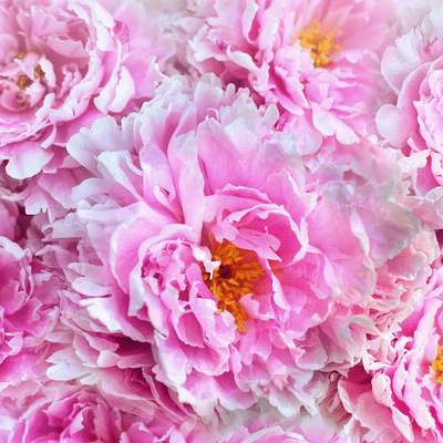 Peonies