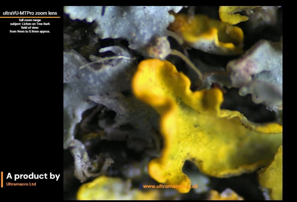 ultraVU High Magnification Lens Demonstration of Zoom Capabilities - Lichen