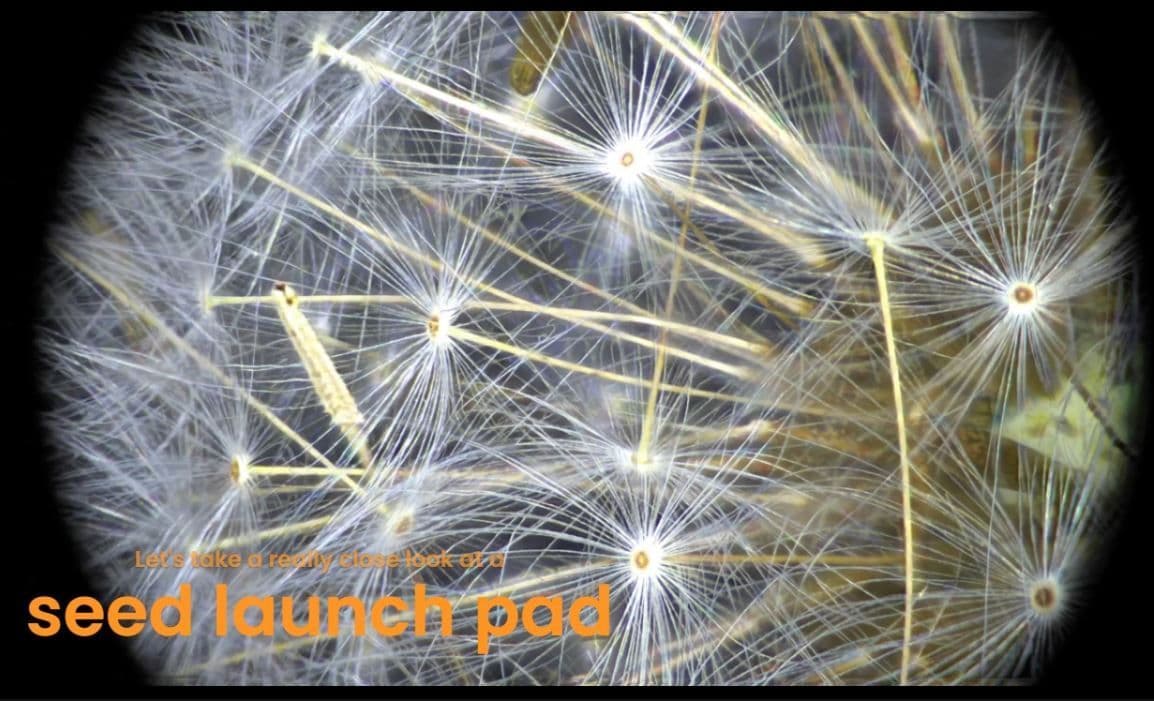 ultraVU High Magnification Lens Demonstration of Zoom Capabilities - Seed Head