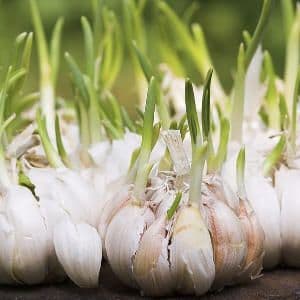 Explore Godfrey's Top 20 Viewed Seasonal Recipes : August