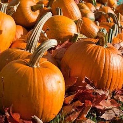 Explore Godfrey's Top 20 Viewed Seasonal Recipes : September