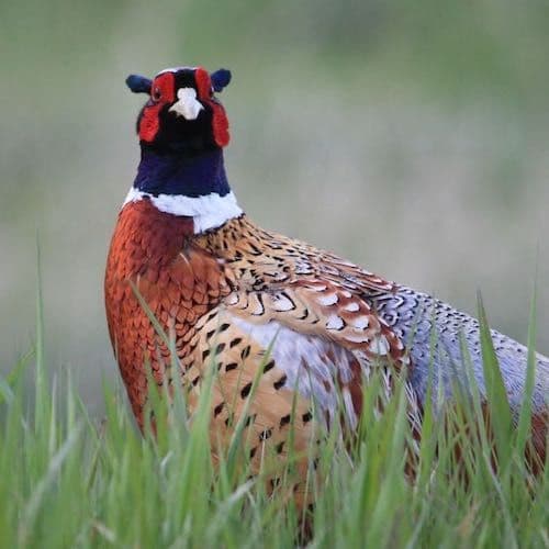 Godfreys.co Order Free Range Premium Quality Meat Online