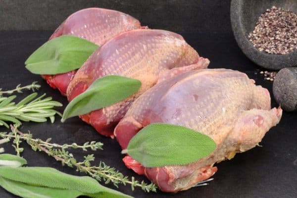 Wood Pigeon ⏰