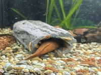 Large breeding cave (Brown) - closed end