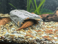 Large breeding cave (Brown) - open ends