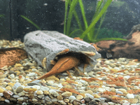 Large breeding cave (Grey) - closed end