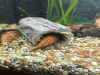 Large breeding cave (Grey) - open ends
