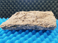 Large breeding cave (Purple) - closed end