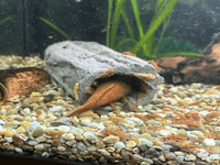 Large breeding cave (Purple) - closed end