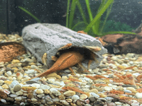 Large breeding cave (Purple) - open ends